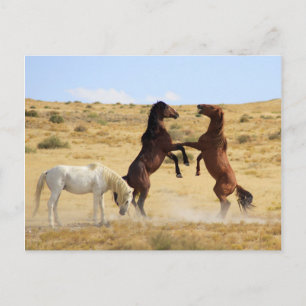 Wüstentanz Postkarte