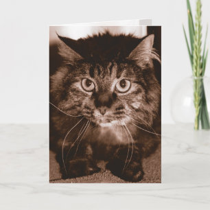 Wütende Katze Karte