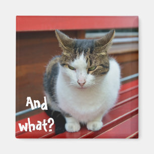 Wütende Katze Magnet