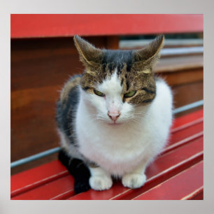 Wütende Katze Poster
