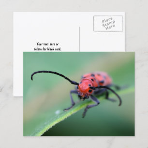 Wütender roter Käfer Naturfotografie  Postkarte