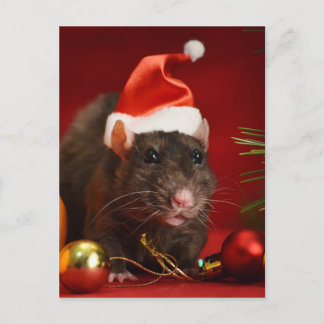 Wütender Zwerg. Postkarte