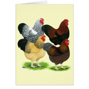 Wyandotte : Assortiment de coq