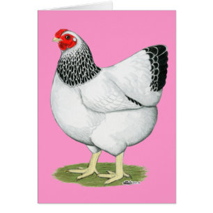 Wyandotte: Columbian Hen