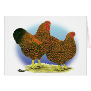 Wyandotte : Paire dorée