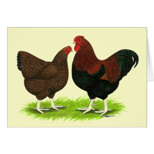 Wyandotte: Partridge Pair