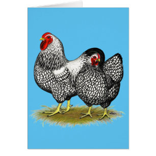 Wyandotte: Silberpaarung