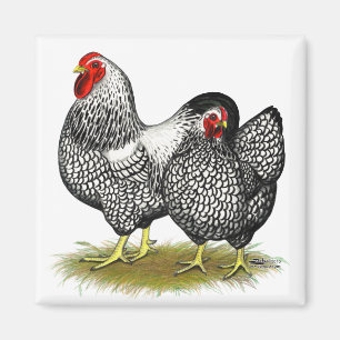 Wyandotte: Silberpaarung Magnet