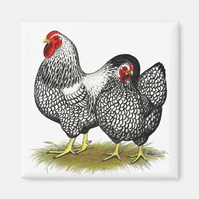 Wyandotte: Silberpaarung Magnet (Vorne)