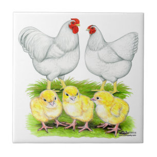 Wyandotte White Chicken Family Fliese