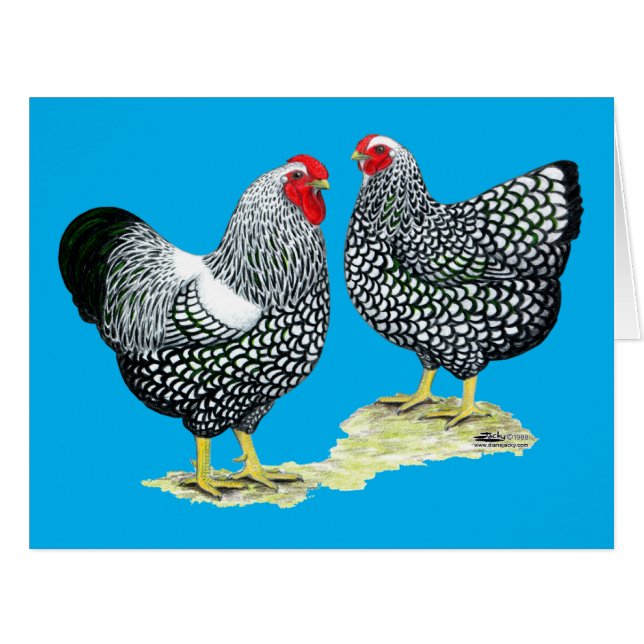 Wyandottes Silver-laced Pair (Vorderseite (Horizontal))