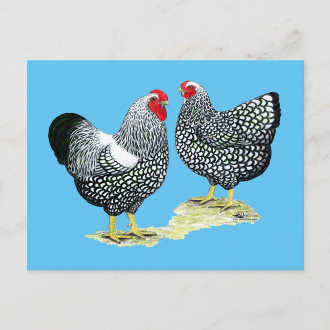 Wyandottes Silver-laced Pair Postkarte (Vorderseite)