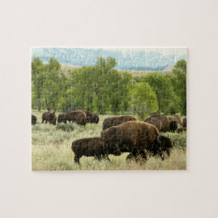 Wyoming Bison Natur Tierfotografie