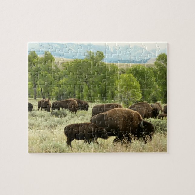 Wyoming Bison Nature Animal Fotografy (Horizontal)
