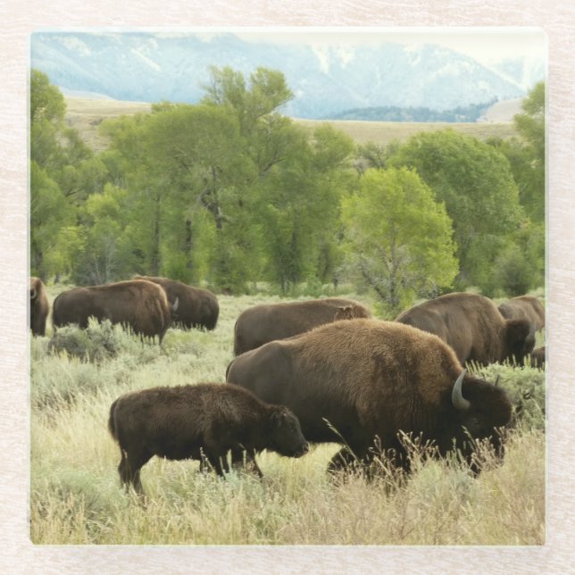 Wyoming Bison Nature Animal Fotografy Glasuntersetzer (Vorderseite)
