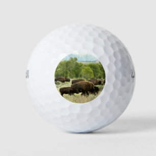 Wyoming Bison Nature Animal Fotografy Golfball