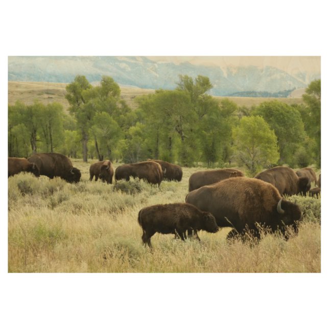 Wyoming Bison Nature Animal Fotografy Holzposter (Vorderseite)