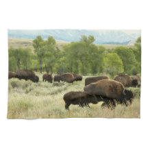 Wyoming Bison Nature Animal Fotografy