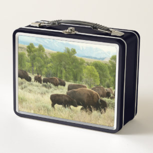 Wyoming Bison Nature Animal Fotografy Metall Brotdose