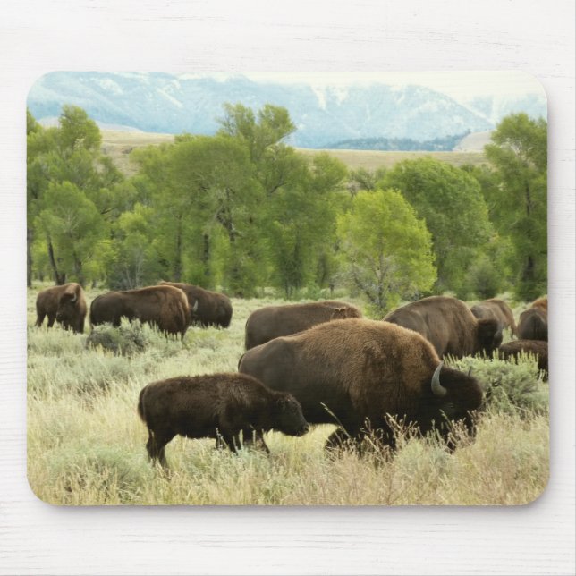 Wyoming Bison Nature Animal Fotografy Mousepad (Vorne)