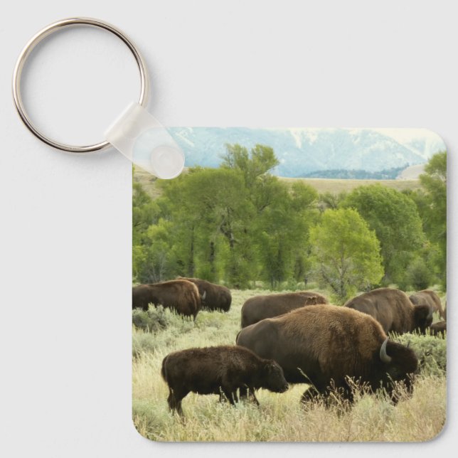Wyoming Bison Nature Animal Fotografy Schlüsselanhänger (Vorderseite)
