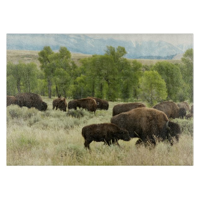 Wyoming Bison Nature Animal Fotografy Schneidebrett (Vorderseite)