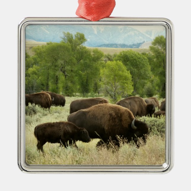 Wyoming Bison Nature Animal Fotografy Silbernes Ornament (Vorne)