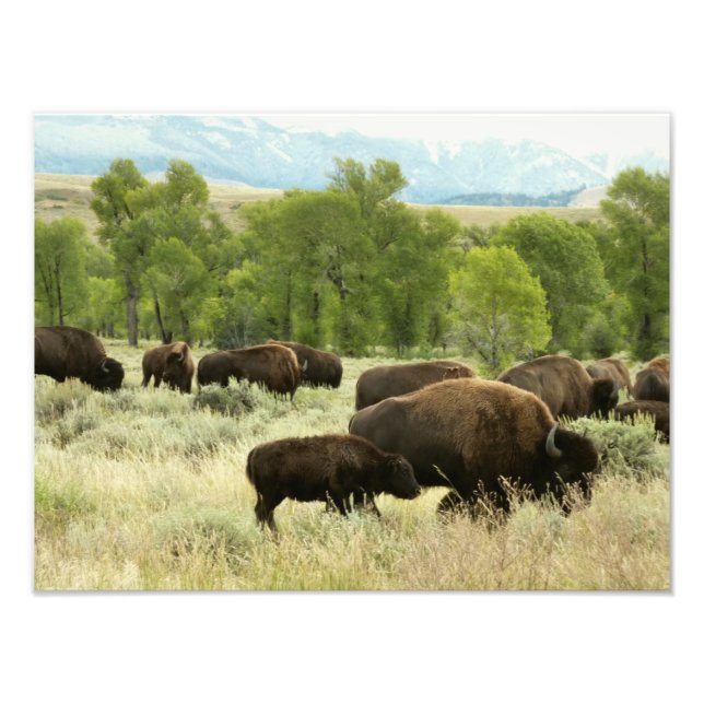 Wyoming Bison Nature Animal Photographie (Devant)