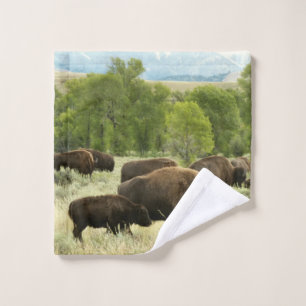 Wyoming Bison Nature Animal Photographie