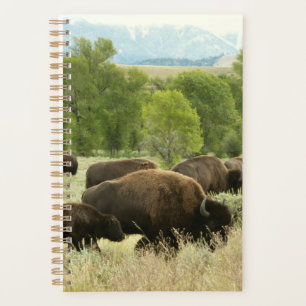 Wyoming Bison Nature Animal Photographie