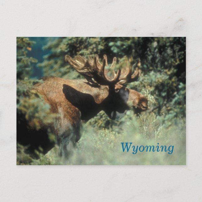 Wyoming Bull Elch Postkarte (Vorderseite)