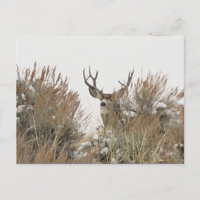 Wyoming Deer Postkarte (Vorderseite)