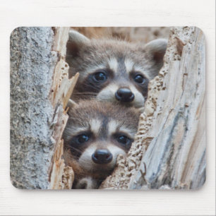 Wyoming, Lincoln County, Waschbär Mousepad