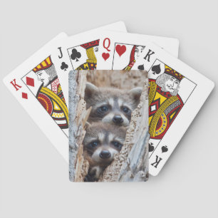 Wyoming, Lincoln County, Waschbär Spielkarten
