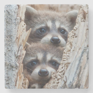 Wyoming, Lincoln County, Waschbär Steinuntersetzer