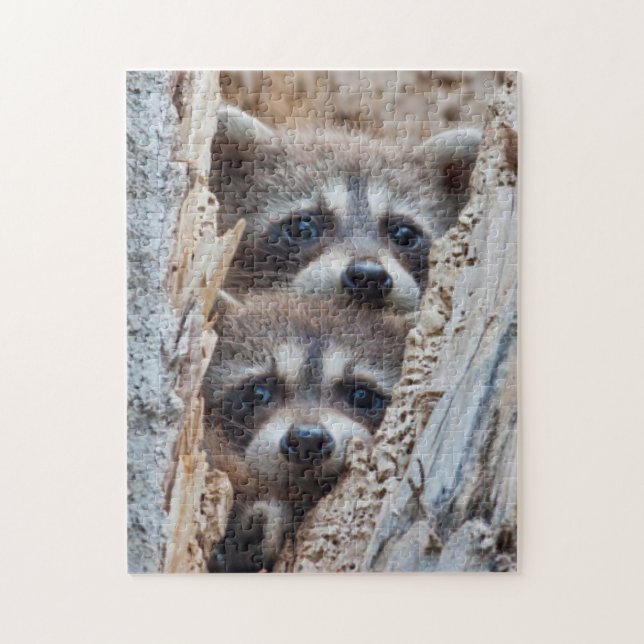Wyoming, Lincoln Landkreis, Raccoon (Vertikal)