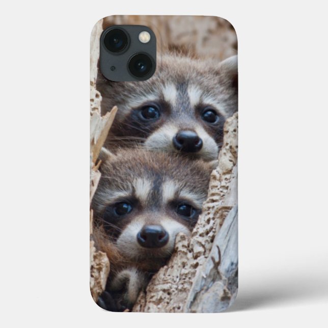 Wyoming, Lincoln Landkreis, Raccoon Case-Mate iPhone Hülle (Rückseite)