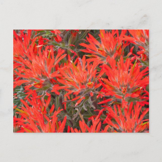 Wyoming, Lincoln-Landkreis, Wüstenpinsel Postkarte (Vorderseite)