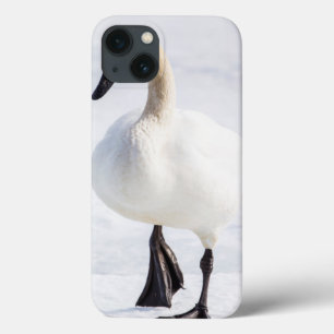 Wyoming, nationaler Elch-Schutz, Trompeters-Schwan iPhone 13 Hülle