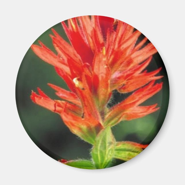 Wyoming Paintbrush Magnet (Vorne)