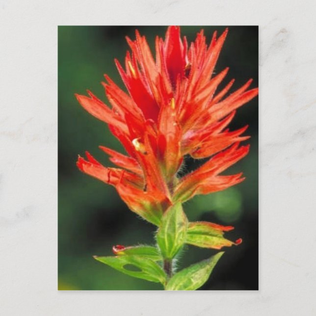 Wyoming Paintbrush Postkarte (Vorderseite)