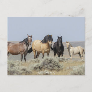 Wyoming sauvage - Carte postale