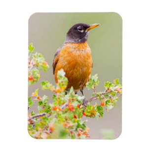 Wyoming, Sublette County, Ein Wanderdrossel Magnet