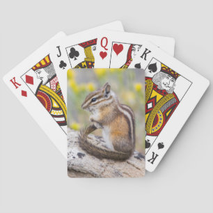 Wyoming, Sublette County, Kleinster Streifenhörnch Spielkarten