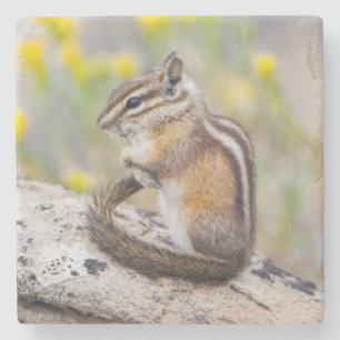 Wyoming, Sublette County, Kleinstes Streifenhörnch Steinuntersetzer