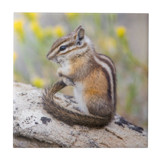 Wyoming, Sublette County, Least Chipmunk Fliese (Vorderseite)
