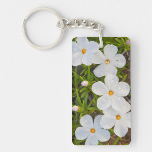 Wyoming, Sublette County, Nahaufnahme von Phlox Schlüsselanhänger