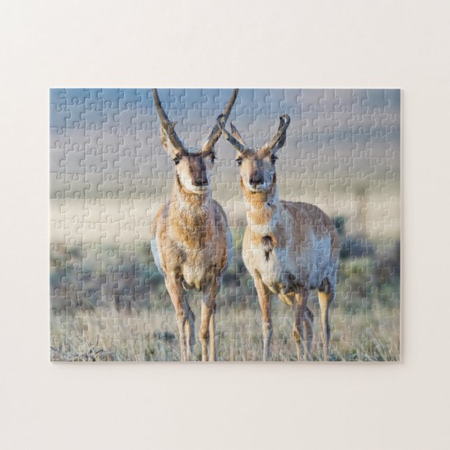 Wyoming, Sublette County, Pronghorn Bucks (Horizontal)