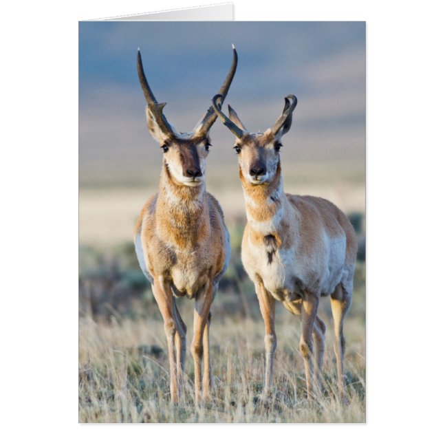Wyoming, Sublette County, Pronghorn Bucks (Vorne)