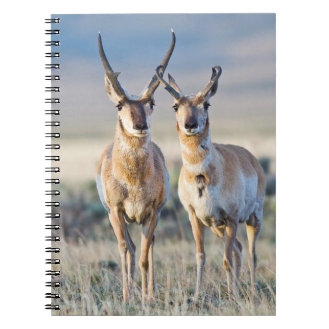 Wyoming, Sublette County, Pronghorn Bucks Notizblock (Vorderseite)